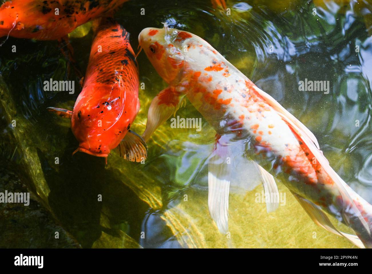 Kleine Coy-Fische schwimmen an einem sonnigen Tag im Teich Stockfoto