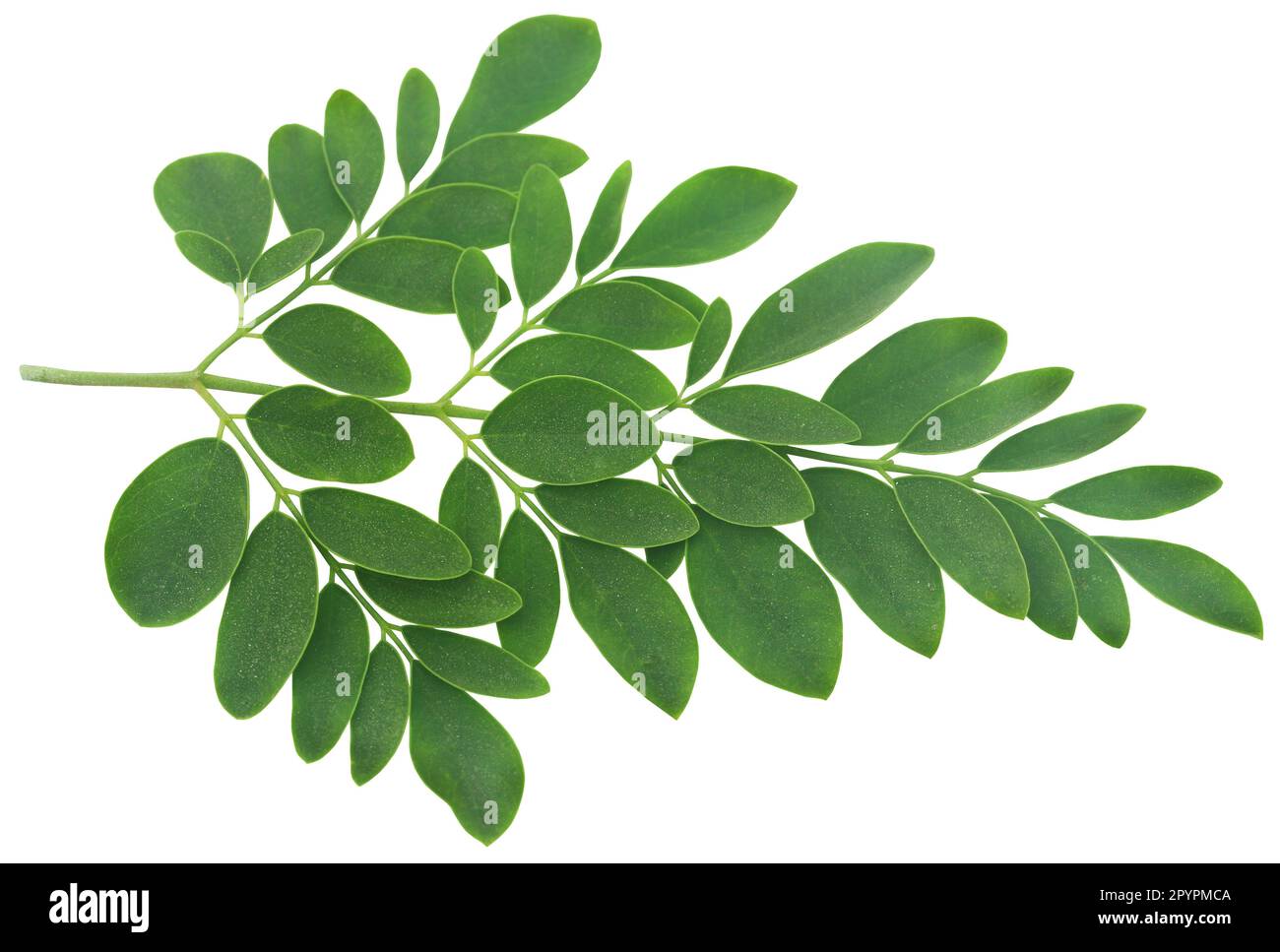 Organische medizinische Moringa Blätter grün und frisch Stockfoto
