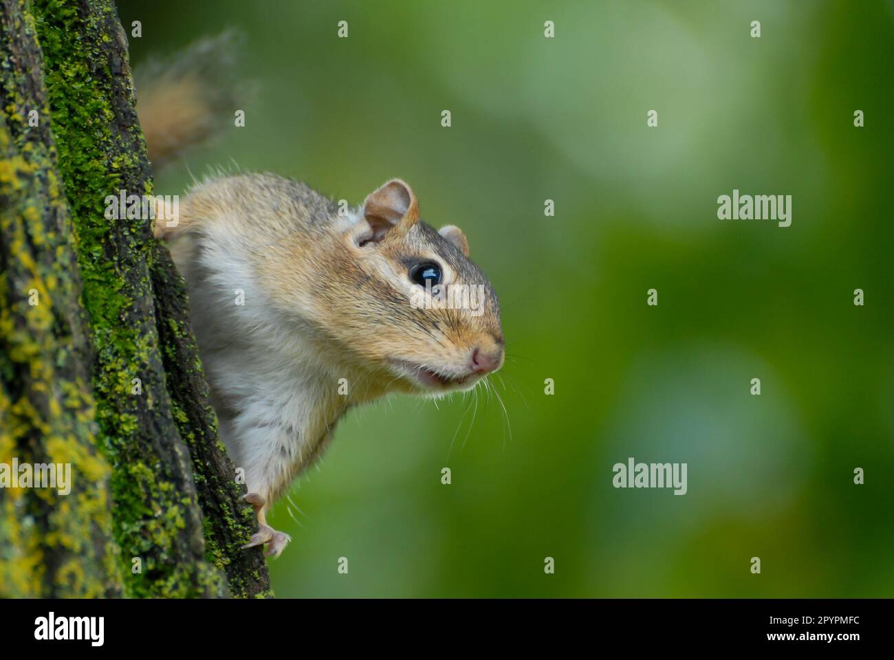 Bayfield, Wisconsin. Chequamegon-Nicolet National Forest. Östliches Streifenhörnchen, Tamias striatus, der an einem Baumstamm hängt. Stockfoto