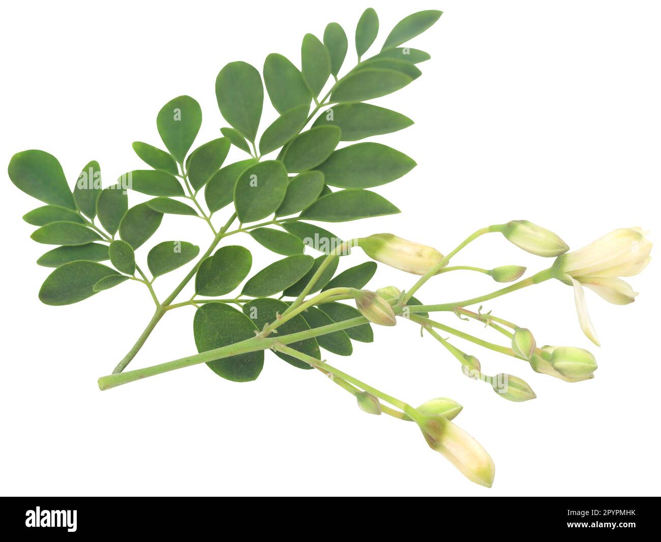 Organische medizinische Moringa Blätter grün und frisch mit Blüten Stockfoto