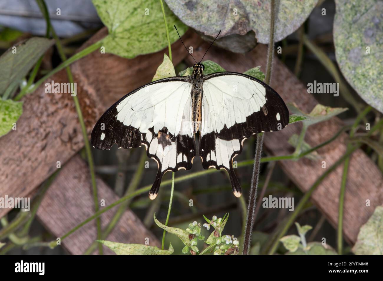 Mackinac Island, Micihgan. Draufsicht auf einen Mocker Swallowtail, Papilio dardanus in Vegetation. Stockfoto