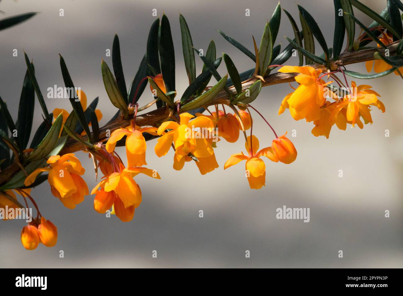 Berberis 'Orange King', Berberis linearifolia Stockfoto