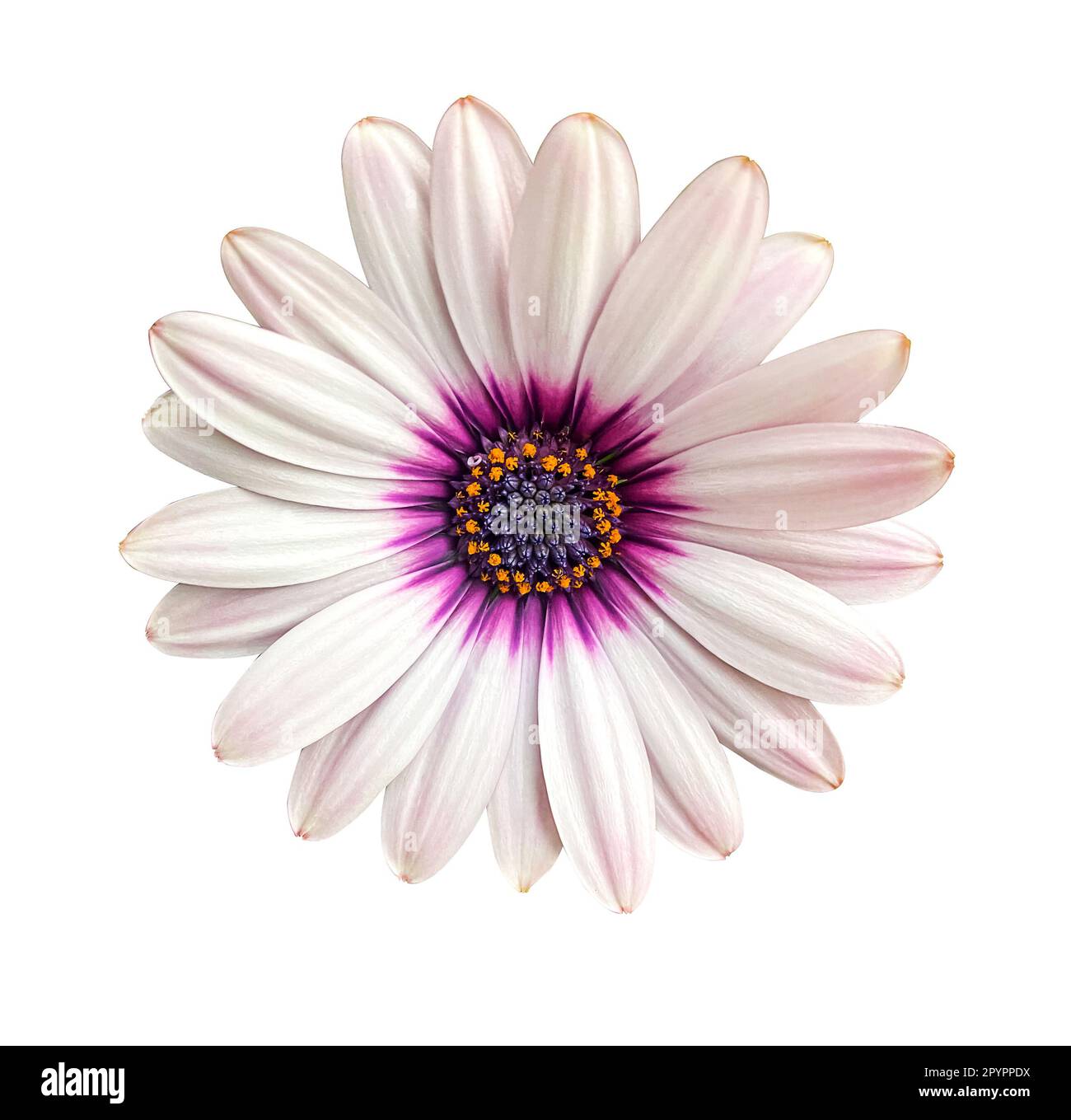 Weiße und rosa Osteosperumumblüte Daisy isoliert auf weißem Hintergrund. Makro-Nahaufnahme. Eine weiße Blume von Cape Marguerite Daisy mit violettem Zentrum isoliert Stockfoto