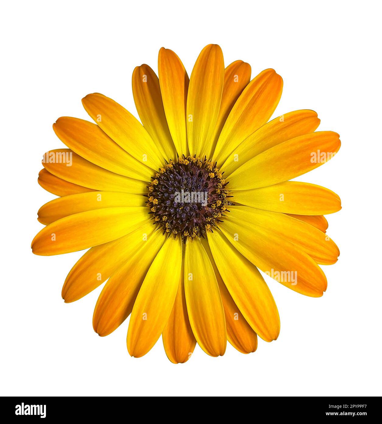 Gelbe Osteospermum-Blume-Daisy isoliert auf weißem Hintergrund. Makro-Nahaufnahme. Pflanzen schneiden Elemente für das Design aus. Stockfoto