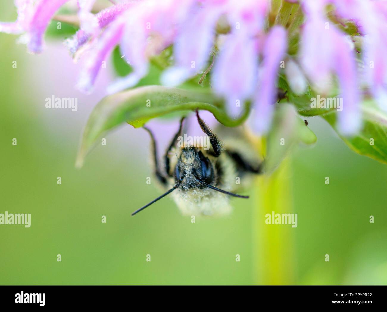 Eine Biene sitzt auf der Unterseite einer lila Blume Stockfoto