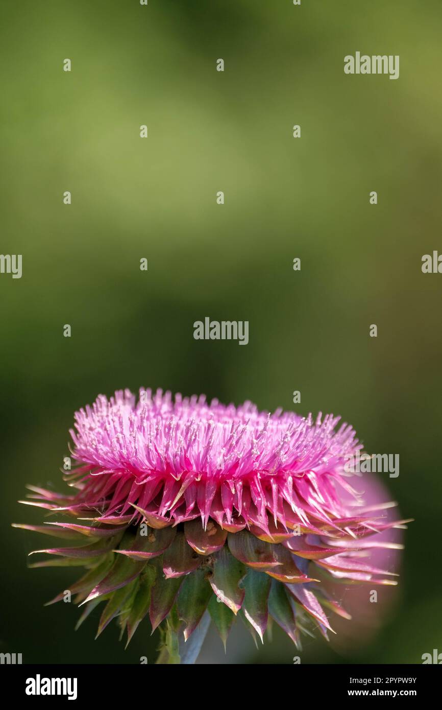 Pinkfarbene Distel und weicher grüner Hintergrund bei sanftem Sonnenlicht Stockfoto