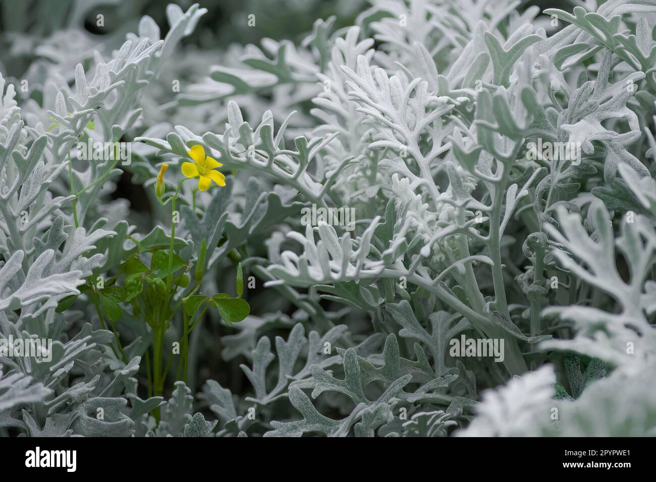 Einzelne Yallow-Blume inmitten von staubigen Müllerblättern Stockfoto