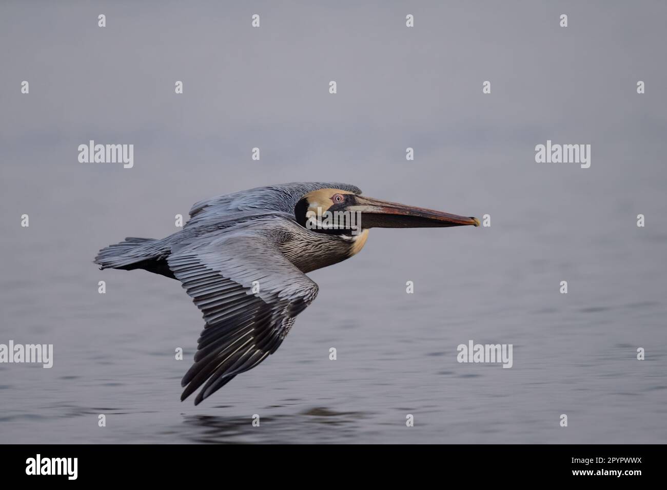 Brauner Pelikan, der über den Ozean fliegt, Florida Stockfoto