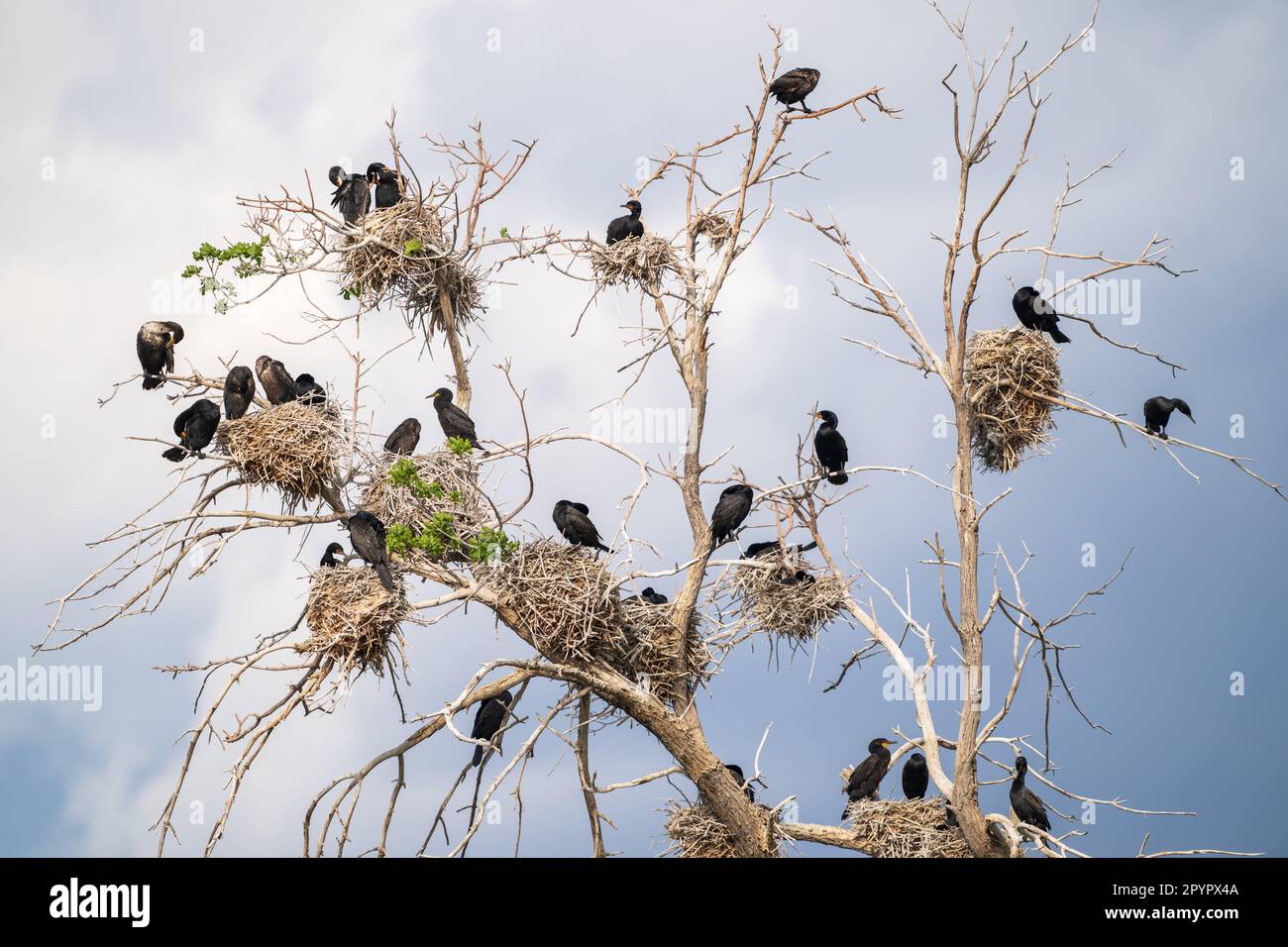 Kormoranvögel mit Doppelkammmuscheln, die in einem großen Fang nisten, oder einem toten Baum, mit Nestern, die überall verstreut sind, vor einem hellblauen Himmel mit Wolken. Stockfoto
