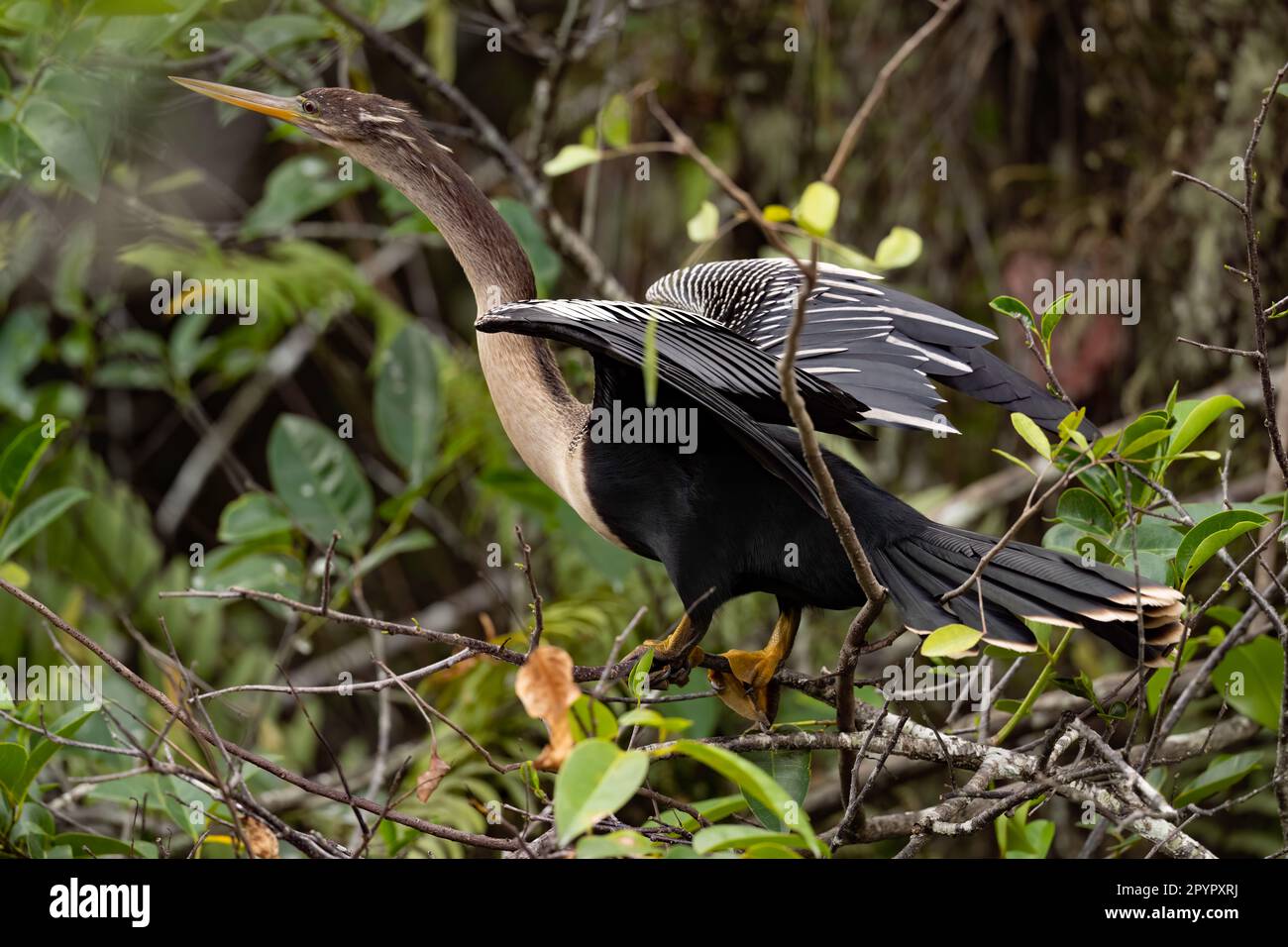 Anhinga mit gestreckten Flügeln, Florida Stockfoto