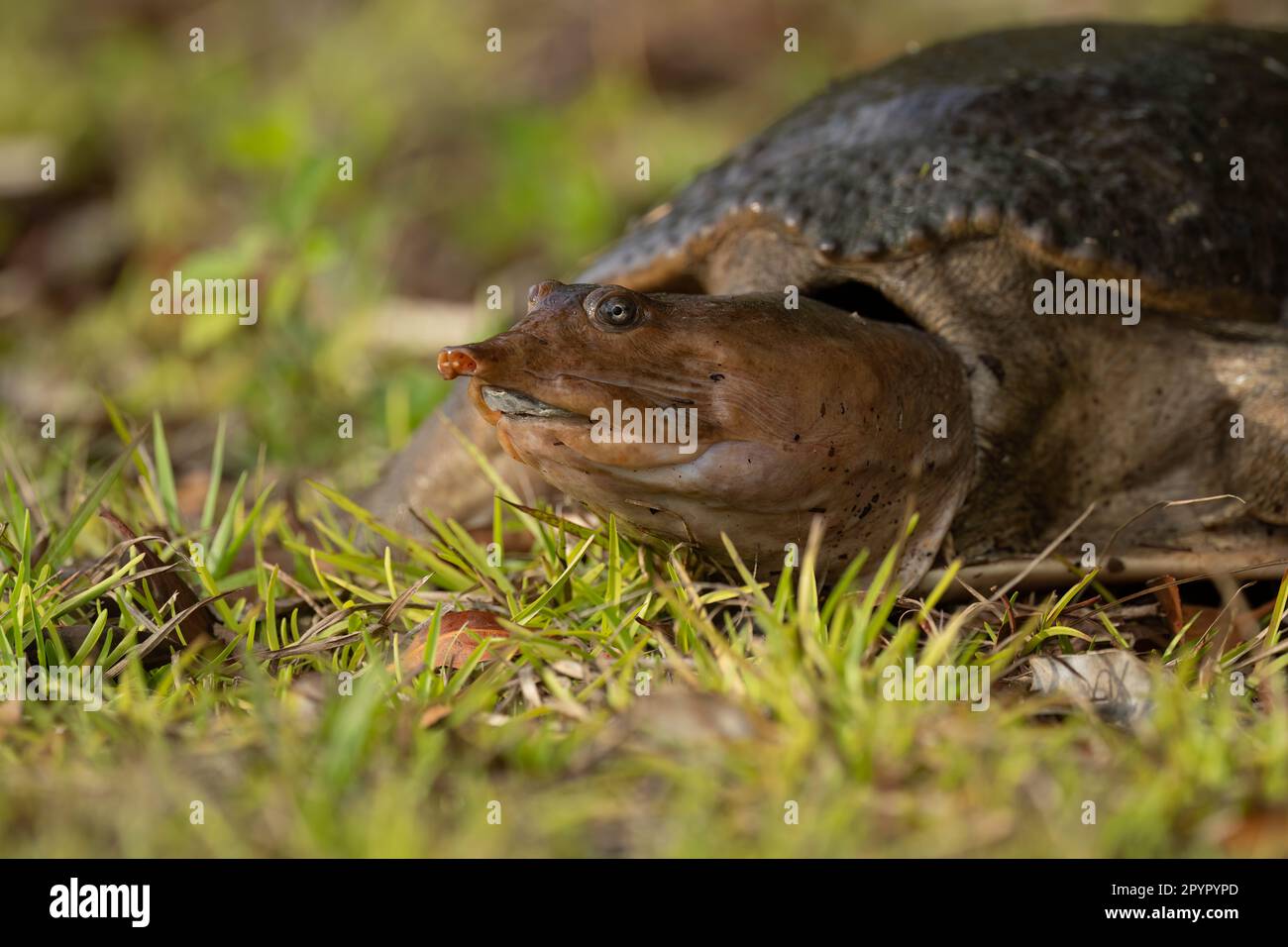 Florida Softshellschildkröte an Land Stockfoto