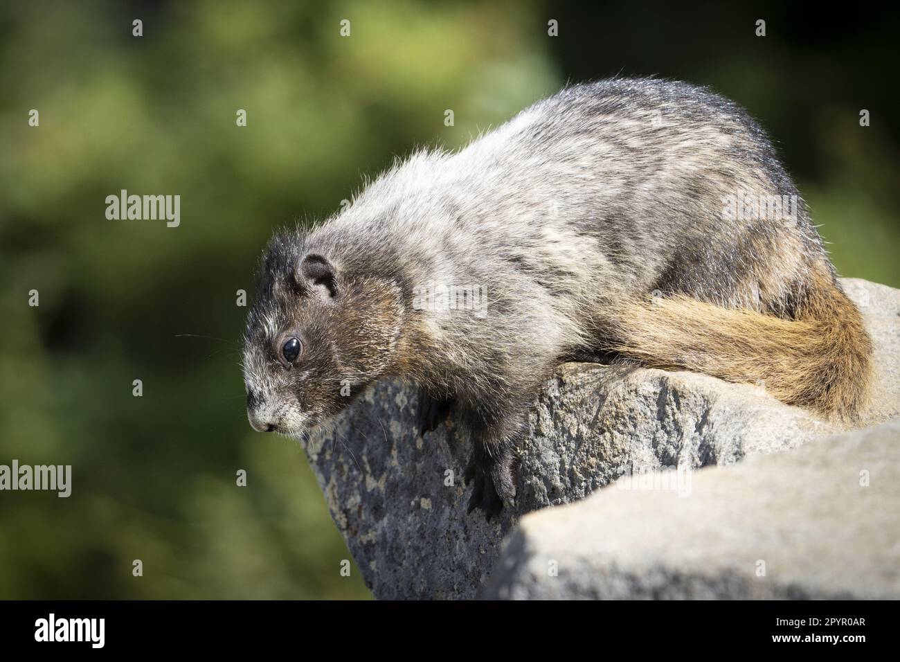 Das Baby-Murmeltier (Marmota caligata) liegt auf einem Felsbrocken im Mount Rainier National Park, Washington, USA Stockfoto