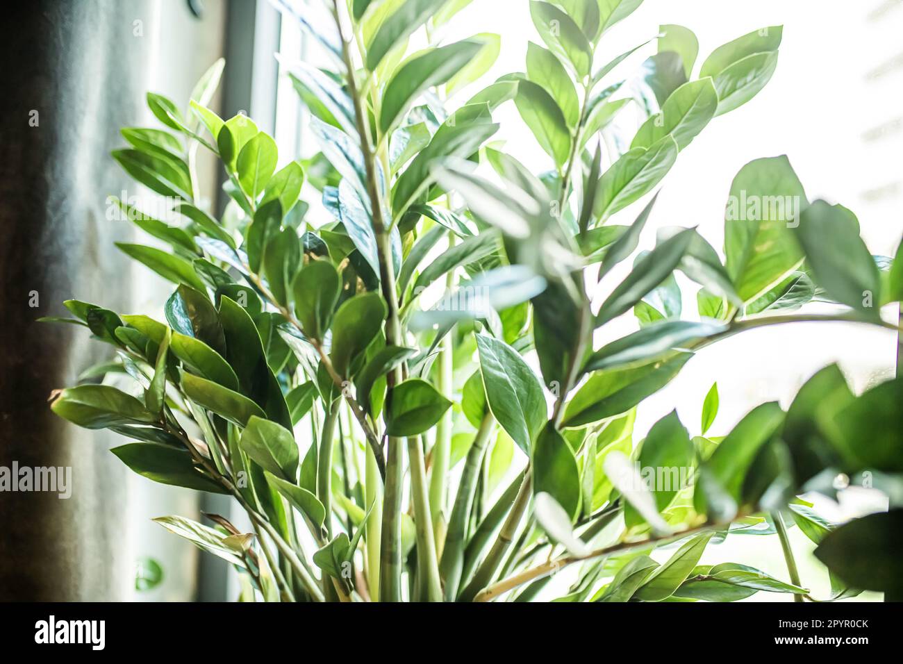 Zamioculcas Zamifolien - Dollarbaum am Fenster. Biophyllisches Design, Heimgärten. Stockfoto