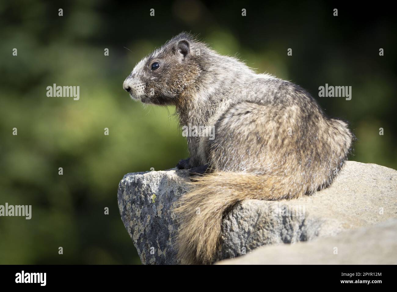 Das Baby-Murmeltier (Marmota caligata) liegt auf einem Felsbrocken im Mount Rainier National Park, Washington, USA Stockfoto