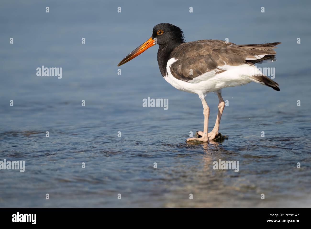 American Oystercatcher in Florida Stockfoto