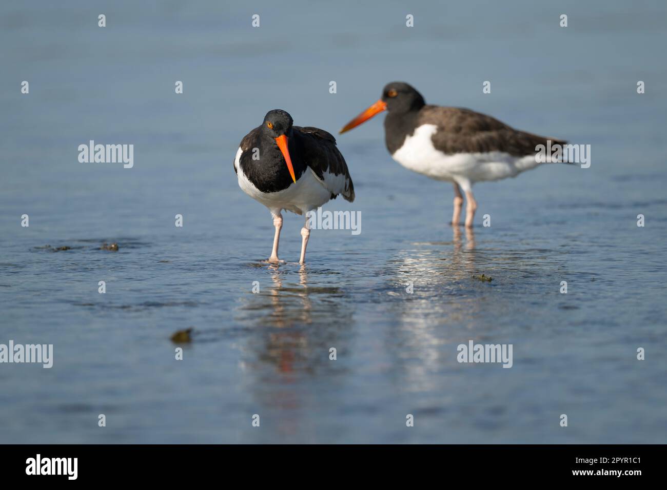 American Oystercatcher in Florida Stockfoto