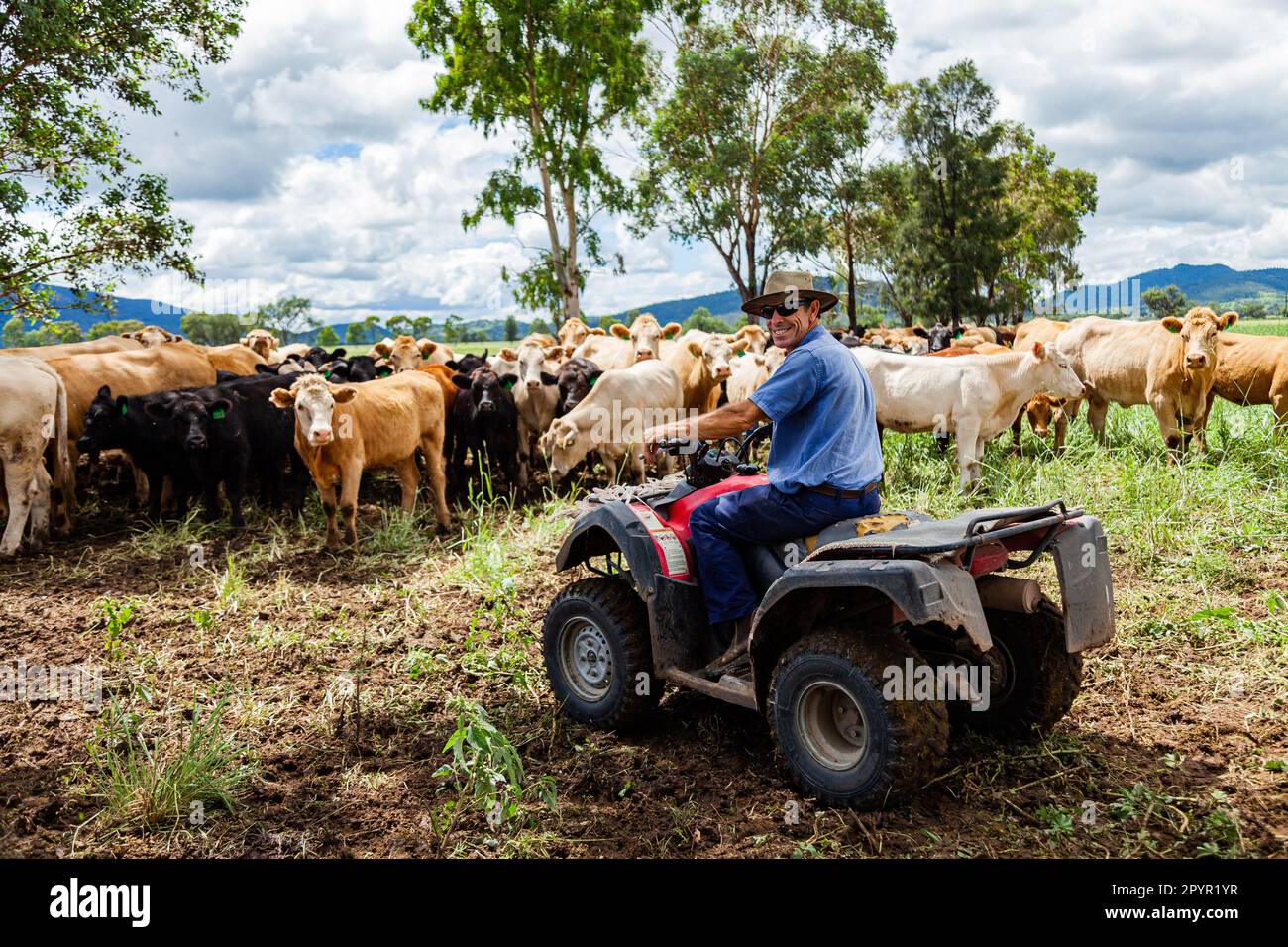 Glücklicher australischer Bauer auf dem Quad, umgeben von einer gemischten Menge Vieh Stockfoto