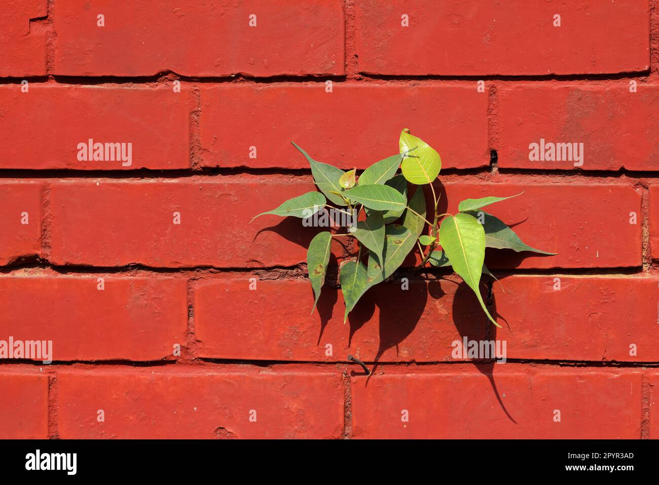 Baum an der Wand. Dieses Foto wurde aus Bangladesch gemacht. Stockfoto