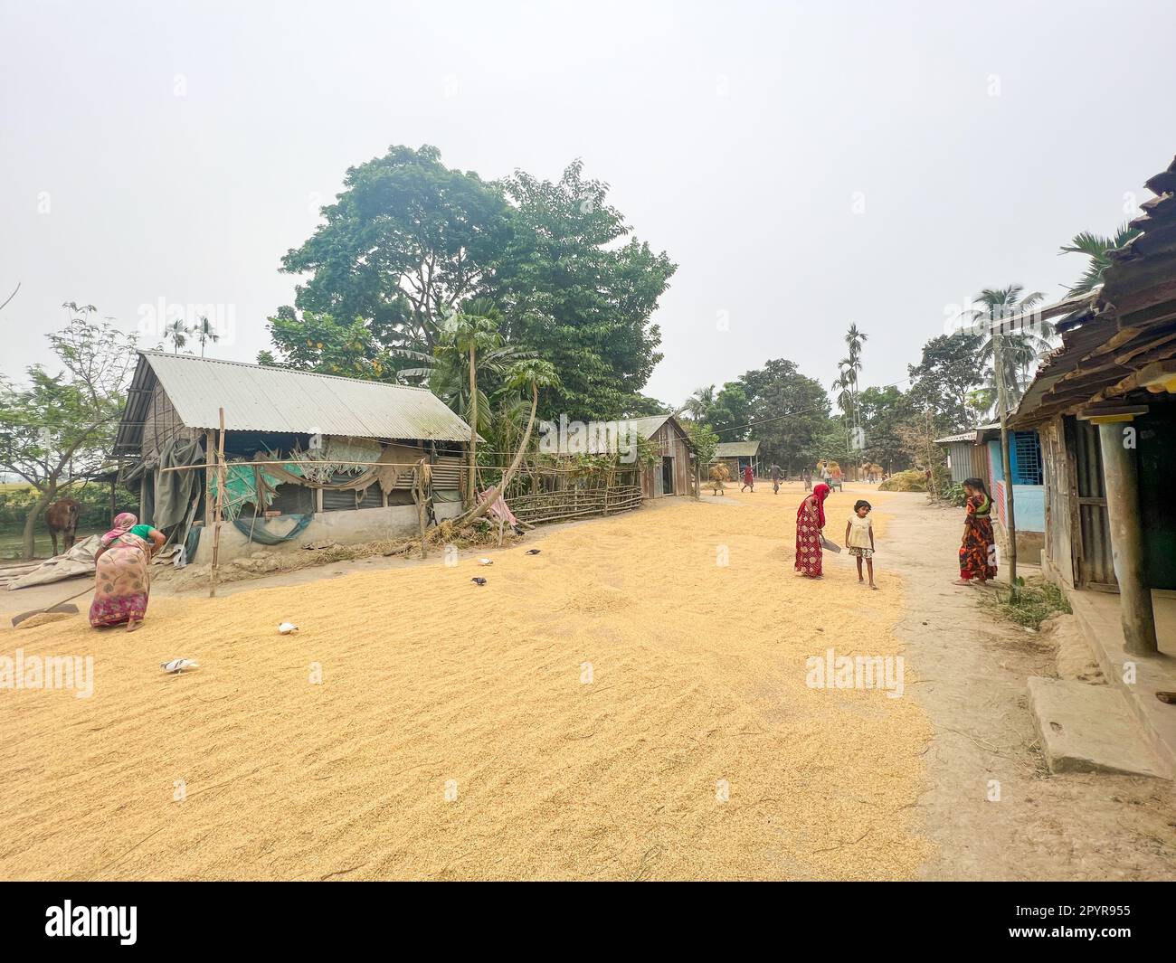 Landschaft des ländlichen Gebiets in Bangladesch Stockfoto