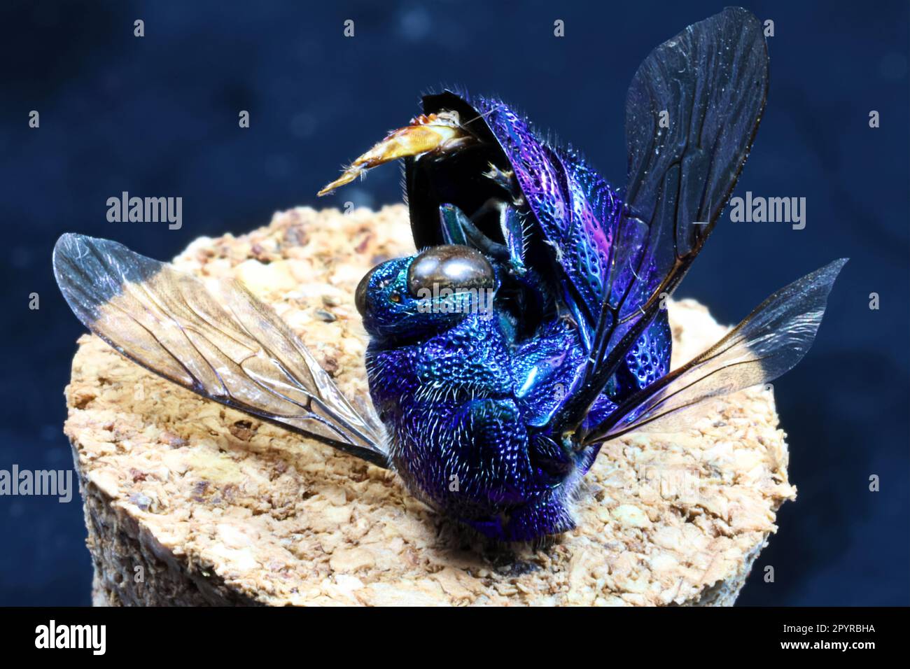 Die Kuckuckuck-Wasp-Probe wurde tot aufgefunden und mit 1,4-Makro mit 29 gestapelten Bildern bei F25 2-sekündigem Verschluss geschossen Stockfoto