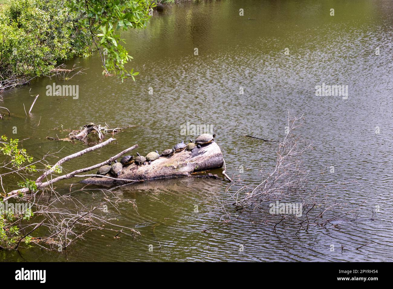 Schildkröten stellen sich an einem sonnigen Tag auf einen gefallenen Baumstamm. Stockfoto