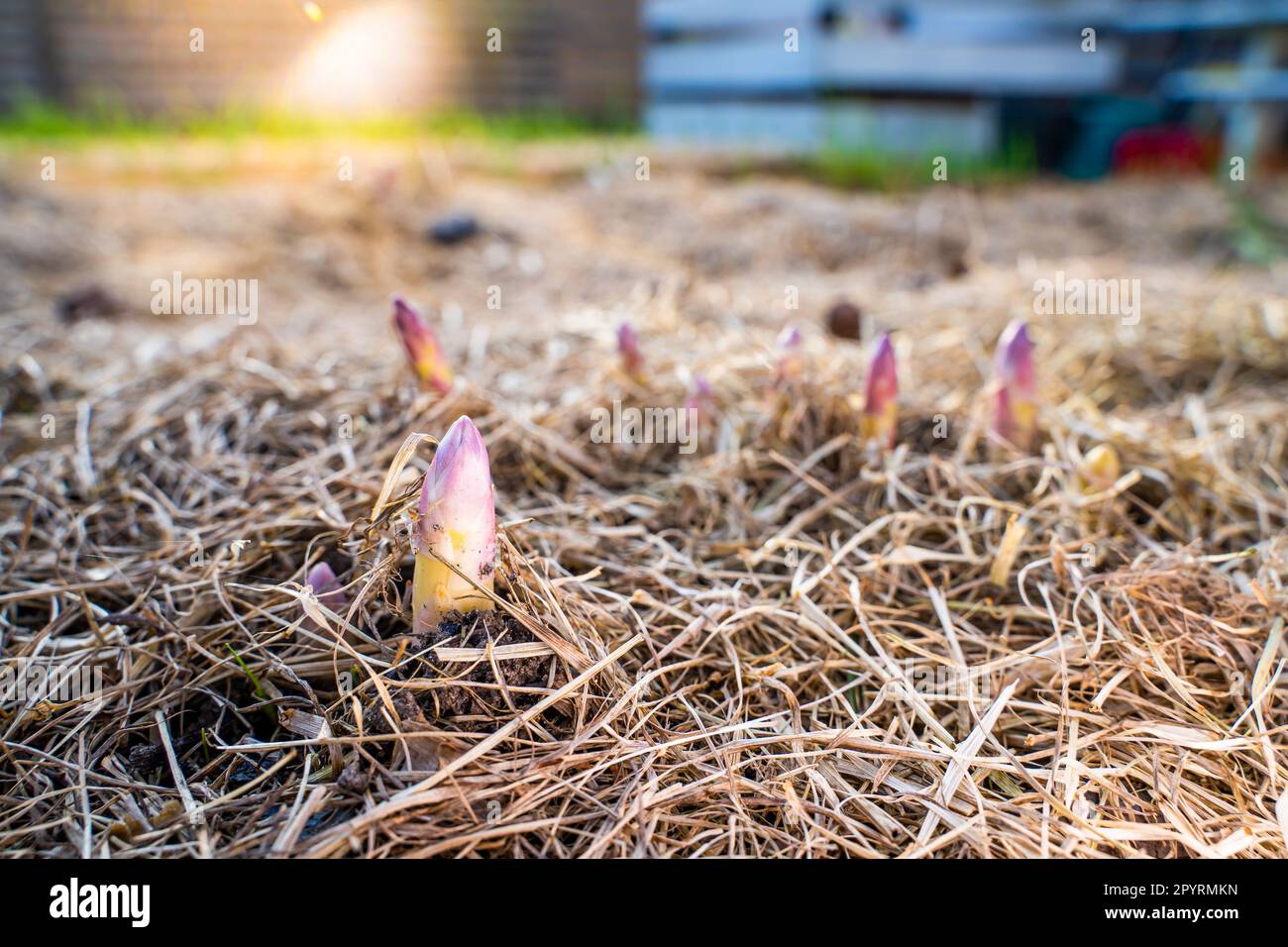 Ein junger Spargelschuss wuchs im Frühling im Gemüsegarten aus der Nähe. Medizinischer Spargel wuchs nach der ersten Erwärmung, Mulchen des Stockfoto