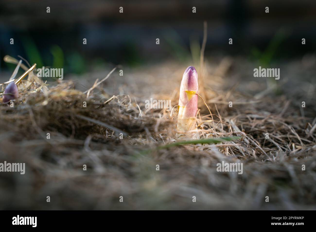 Ein junger Spargelschuss wuchs im Frühling im Gemüsegarten aus der Nähe. Medizinischer Spargel wuchs nach der ersten Erwärmung, Mulchen des Stockfoto