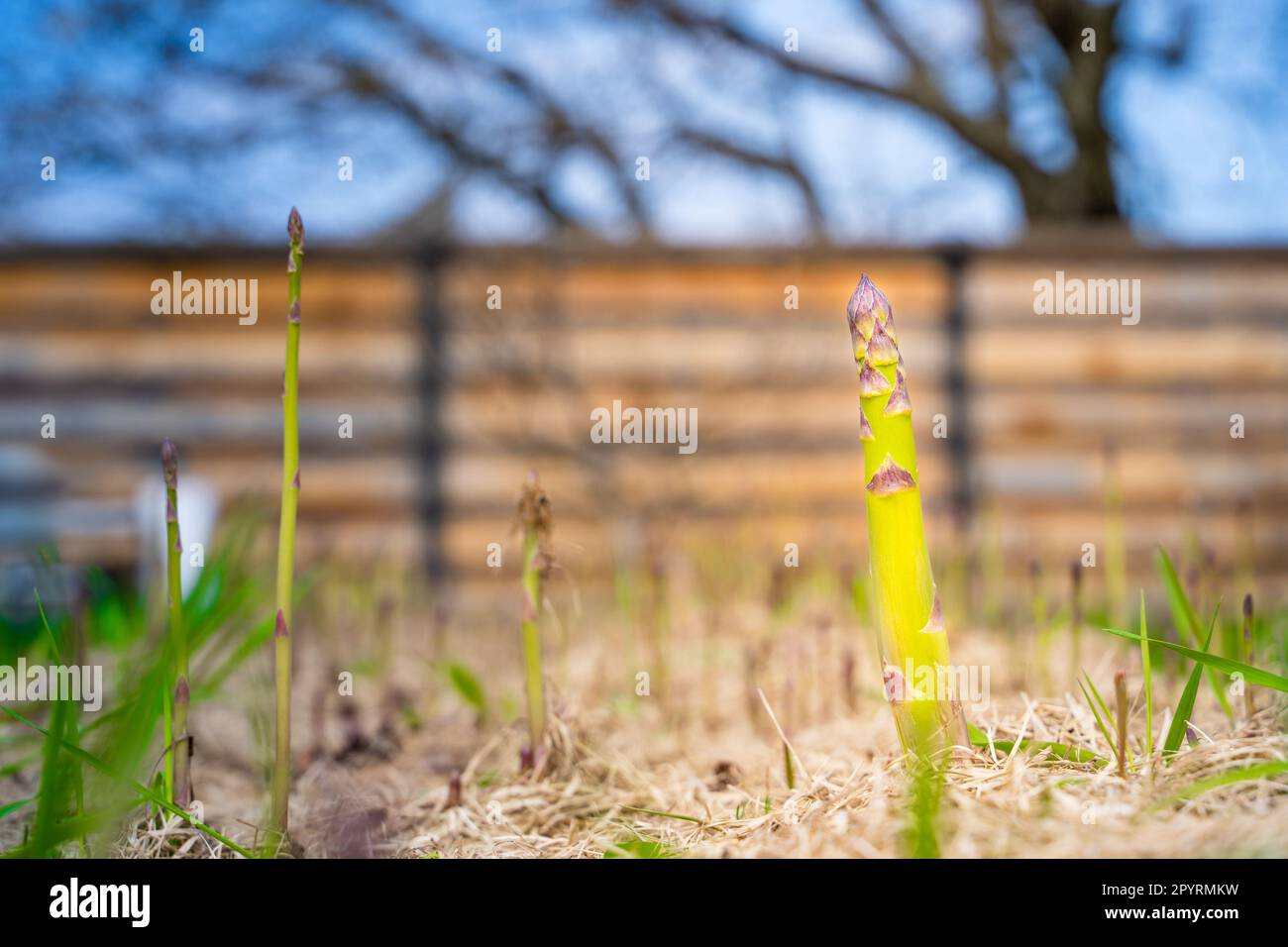 Köstlicher Spargel wächst auf einem Gartenbett, sonniger Frühlingstag. Gut gepflegter Garten mit Spargelstangen Stockfoto