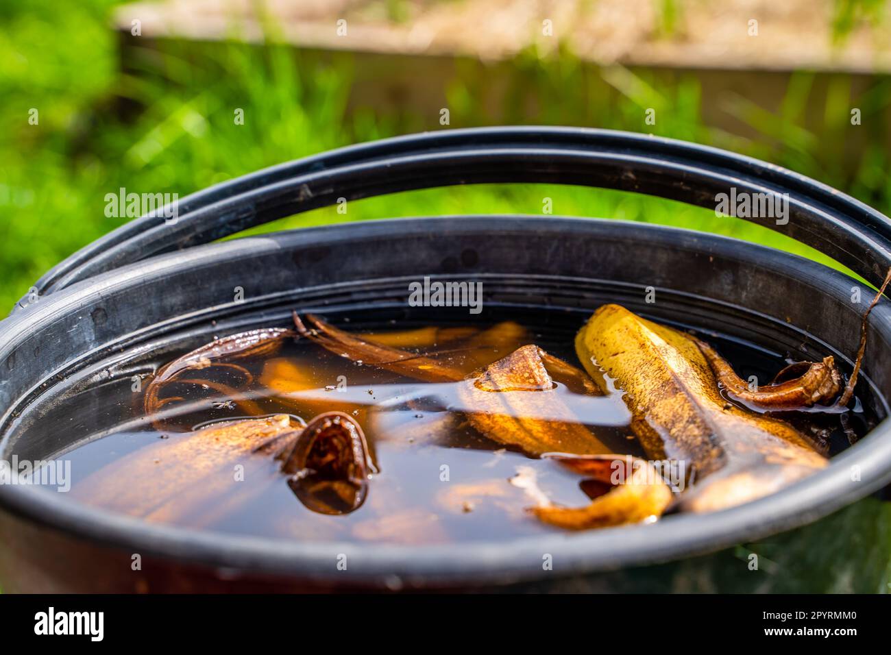 In Wasser getränkte Bananenschale, Nahaufnahme. Herstellung der Tinktur zur Ernährung und Düngung von Pflanzen zu Hause Stockfoto