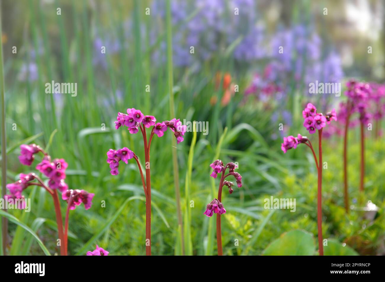 Nahaufnahme mit hübschen rosa Blumen einer Bergenie, die auf einem hohen Stiel vor dem grünen Garten blüht Stockfoto