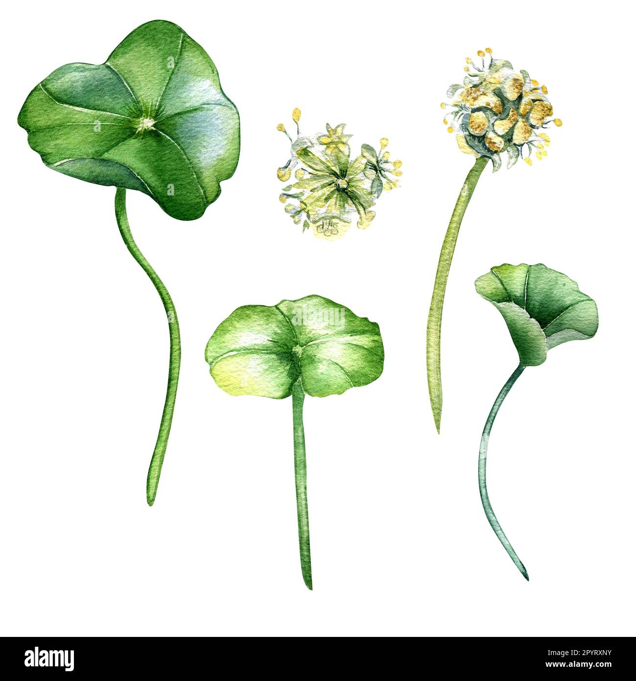 Centella asiatica Aquarelldarstellung isoliert auf Weiß. Pennywort, gotu-kola-Kräuterpflanzen, von Hand gezogene Cola. Entwurfselement für Paket, Etikett, A Stockfoto