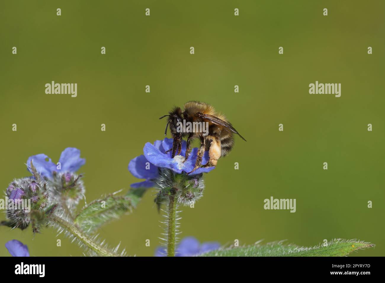 Nahaufnahme von haarigen Blumenbienen (Anthophora plumipes) auf Blüten von grünem Alkanet (Pentaglottis sempervirens), Borretschfamilien (Boraginaceae) Stockfoto