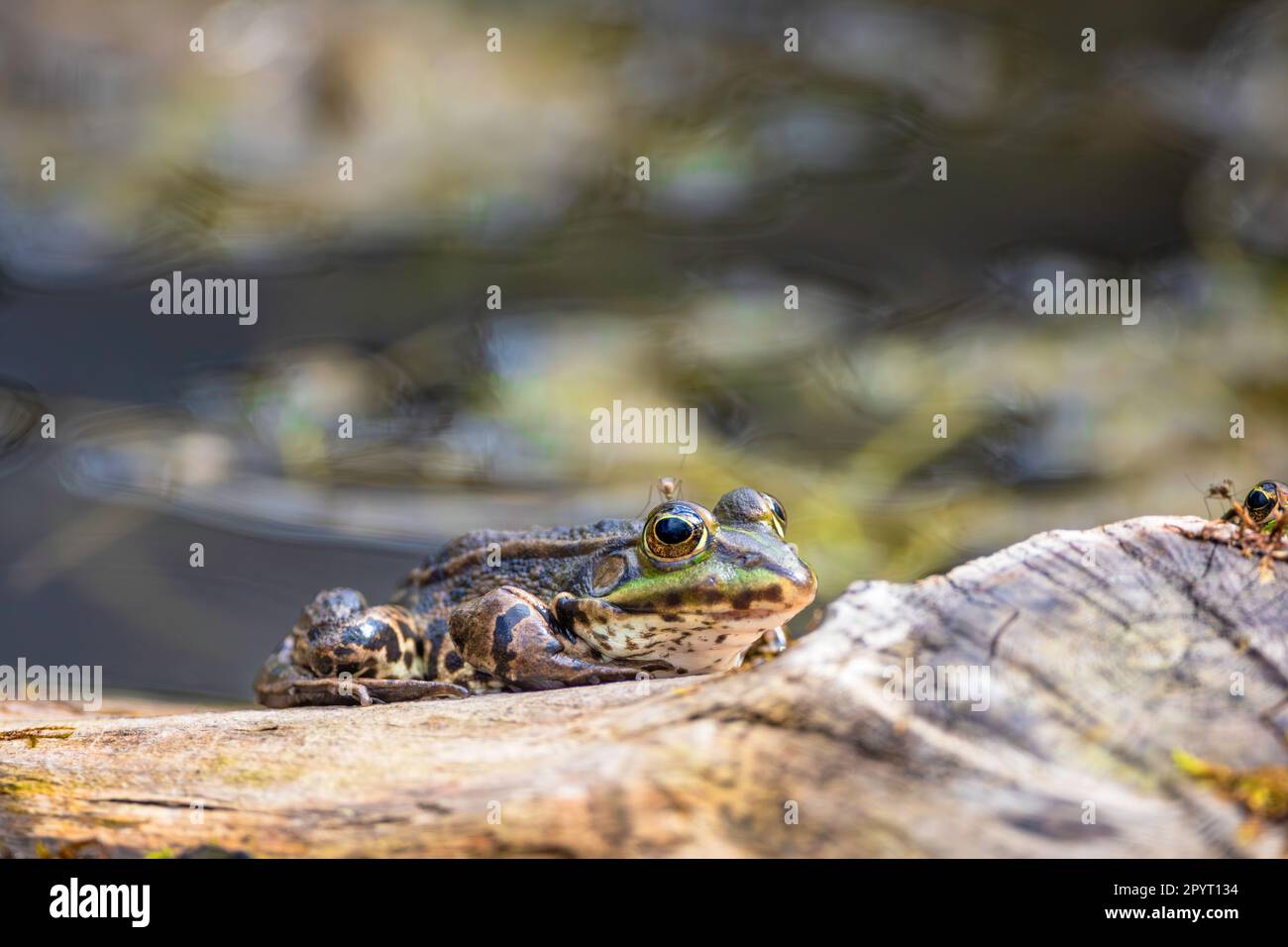 Ein Frosch sitzt auf einem Ast mit Moscito auf dem Kopf Stockfoto