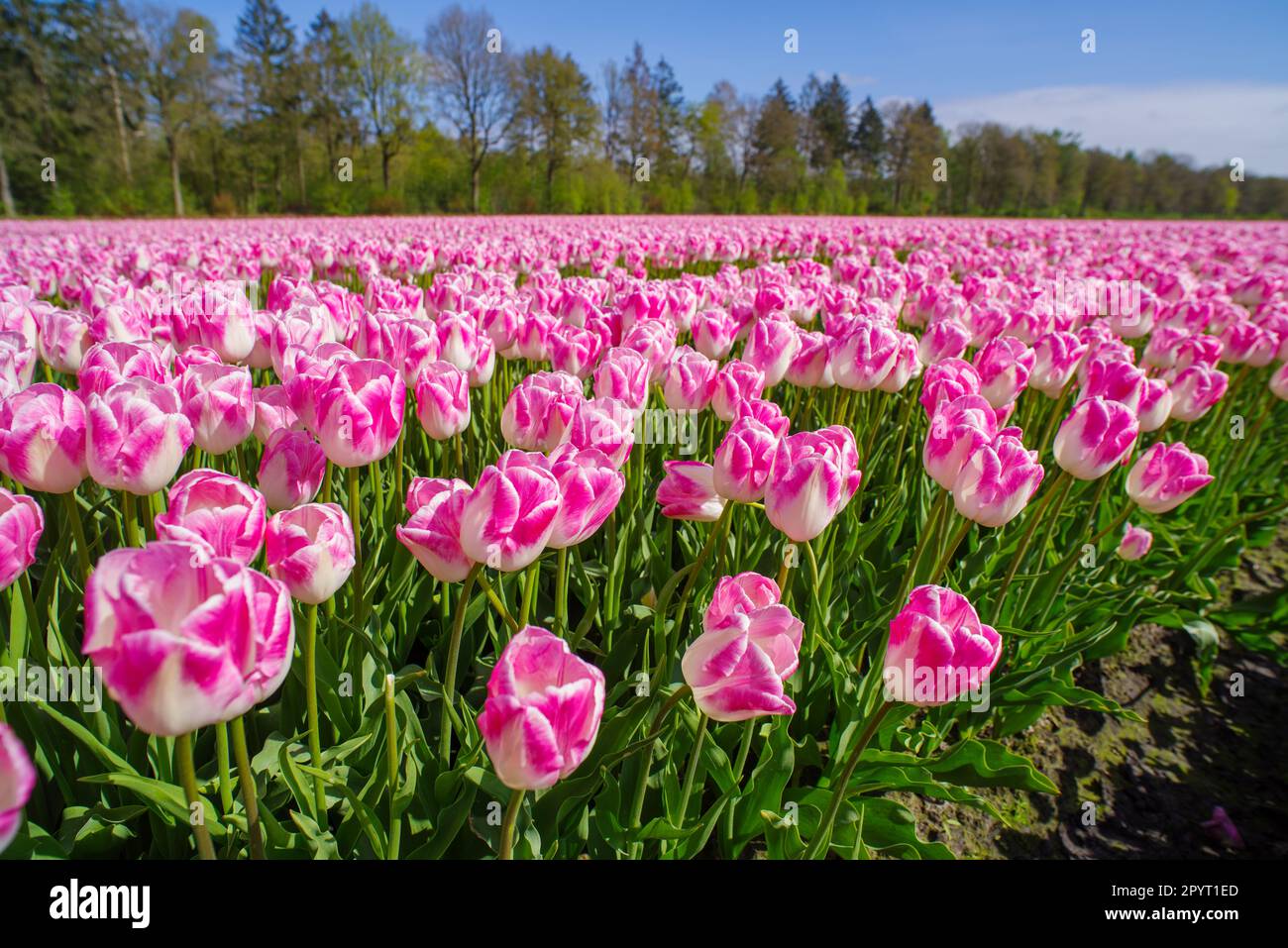 Wunderschönes blühendes rosa Tulpenfeld in den niederlanden Stockfoto