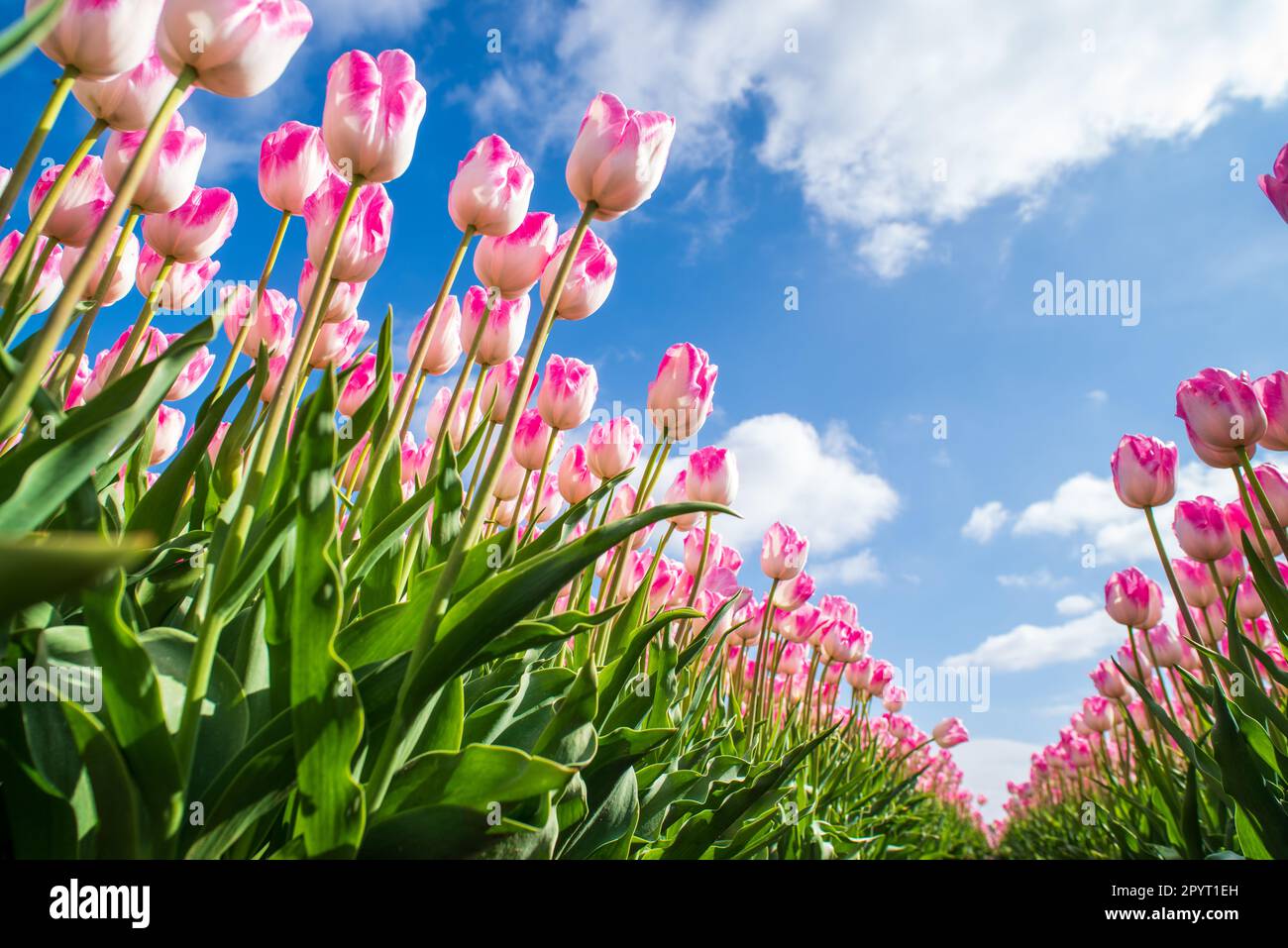 Niedriger Winkel mit Blick auf die wunderschönen rosa Tulpen in den niederlanden Stockfoto