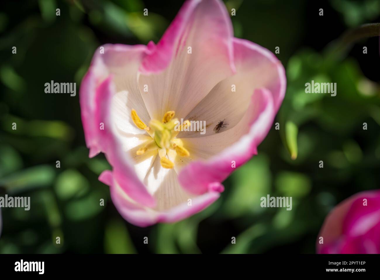 Nahaufnahme von leuchtend rosa Tulpen in einem Tulpenfeld Stockfoto