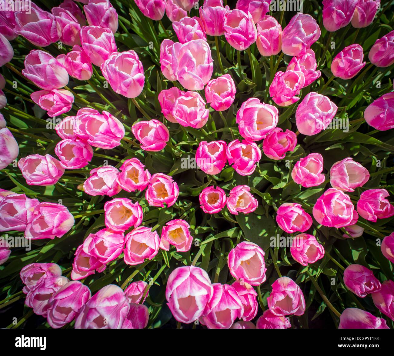 Wunderschönes blühendes rosa Tulpenfeld in den niederlanden Stockfoto