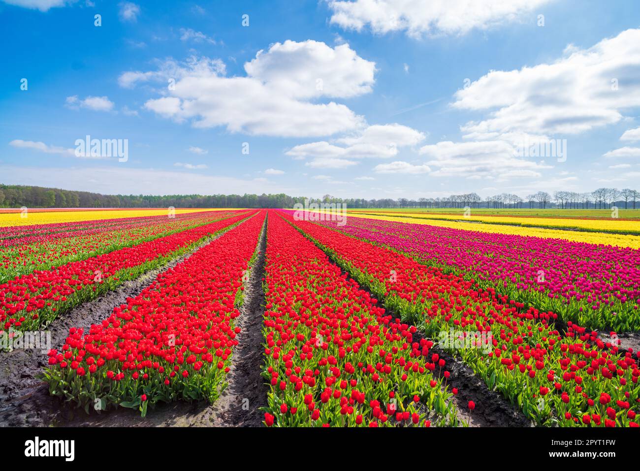 Wunderschöne Reihen blühender Tulpen in verschiedenen Farben in den niederlanden Stockfoto