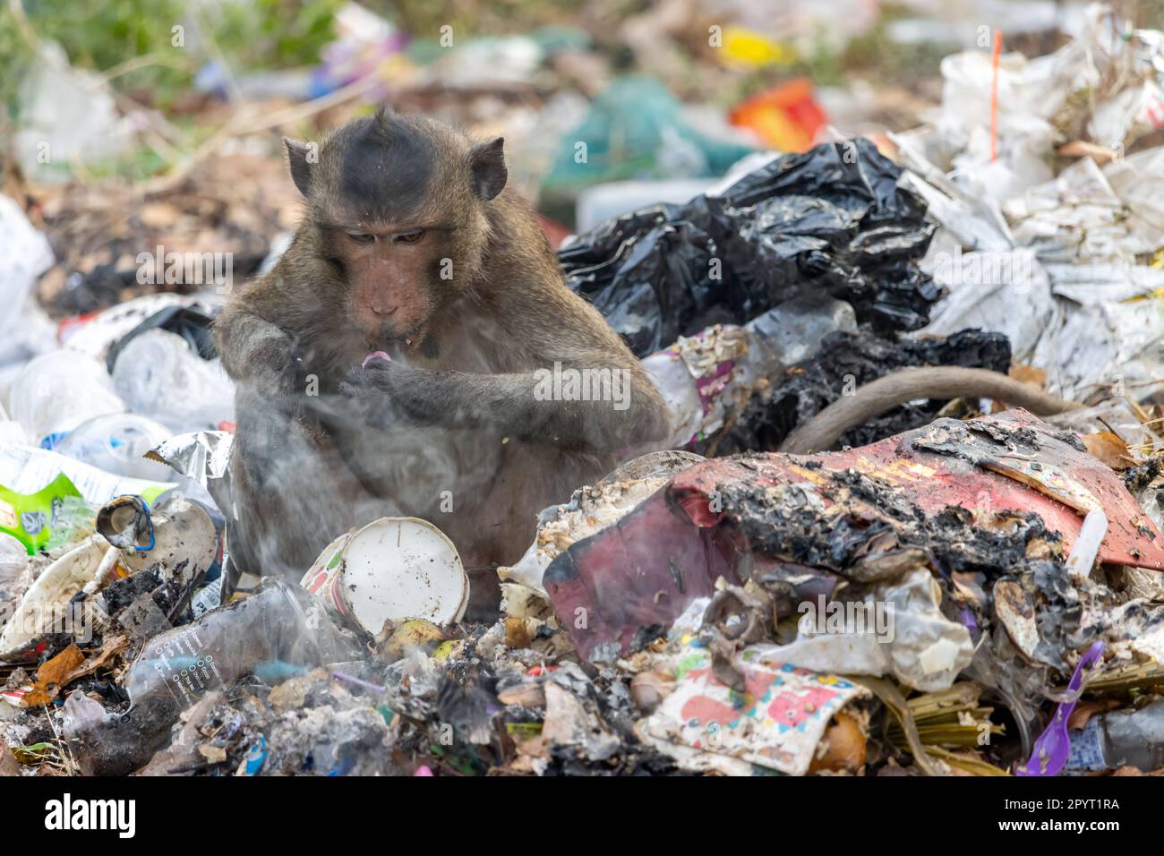 Ein Makake isst Essen, das man auf einem schwelenden Haufen Müll findet Stockfoto