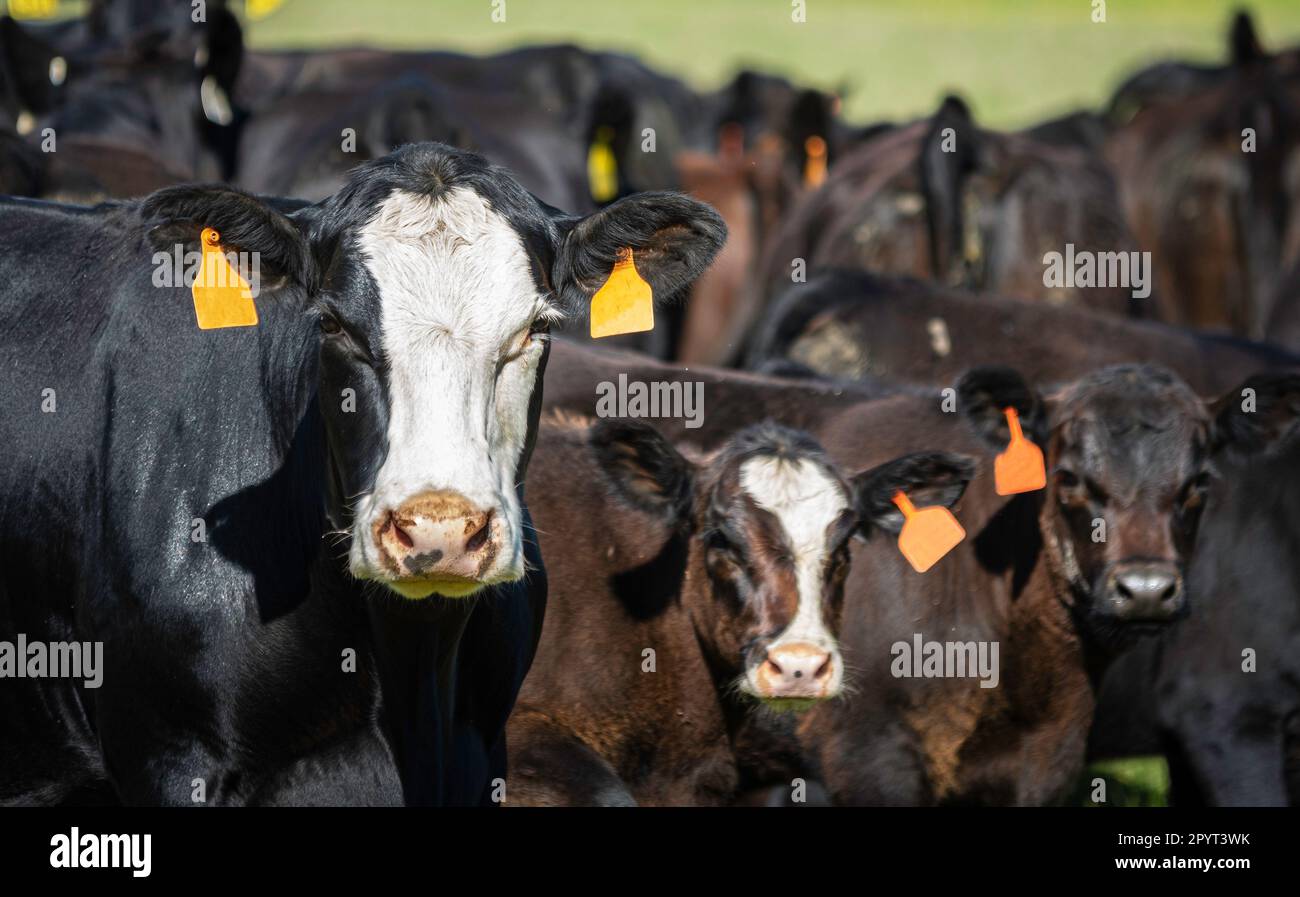 Schwarze, kahlköpfige, gekreuzte Kuh, die mit Kälbern in die Kamera schaut und der Rest der Herde hinter ihr unscharf ist. Stockfoto