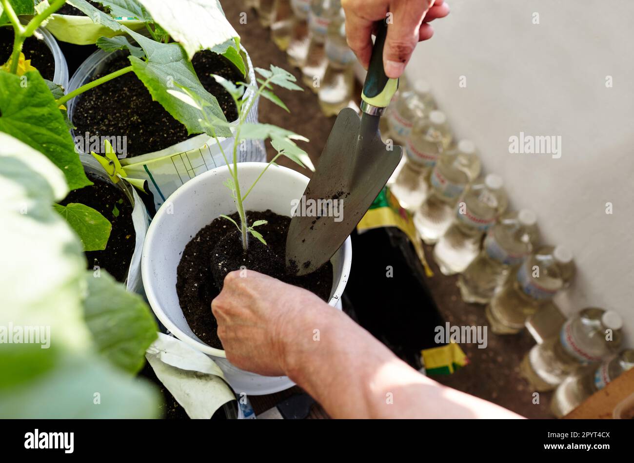 Alter Mann, der im Gewächshaus gärtnerte. Herrenhände Pflanzen Tomatensämlinge in den Boden, selektiver Fokus. Pflanzen und Gärtnern im Frühling Stockfoto