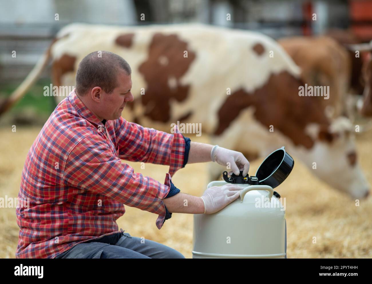 Junger Tierarzt, der mit gefrorenem Bullensperma in Flüssigstickstoff-Tank zur künstlichen Besamung von Kühen arbeitet Stockfoto