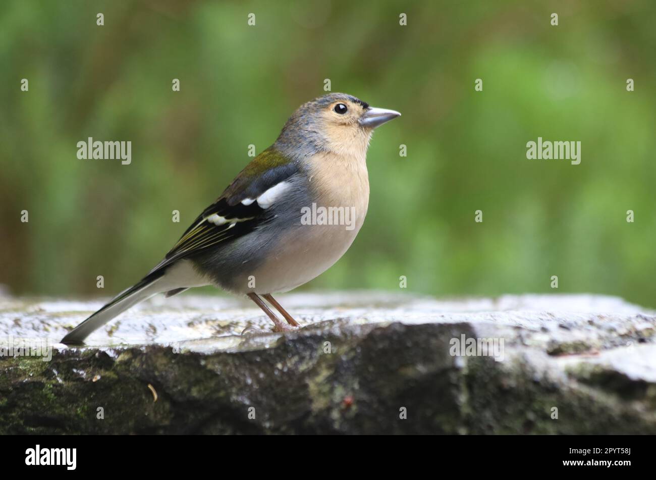 Madeira-Chaffinch-Vogel, Tierwelt - Madeira Island, Portugal Stockfoto