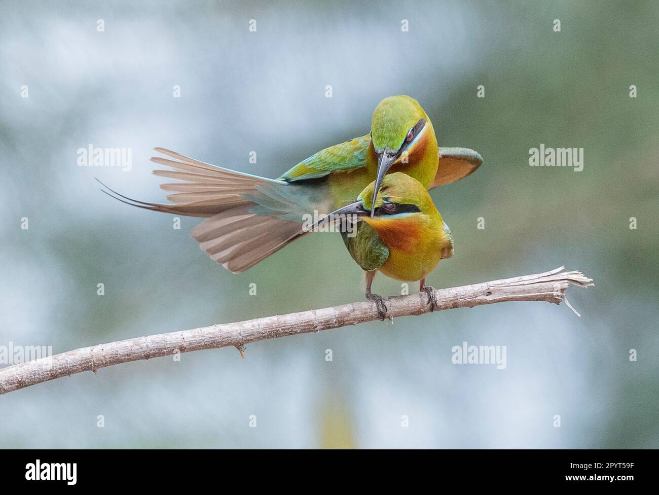 ZHANJIANG, CHINA - 2. MAI 2023 - Bienenfresser Nester und Rassen auf der Sandmauer der Leizhou-Halbinsel in Zhanjiang, Provinz Guangdong, China, 2. Mai, Stockfoto