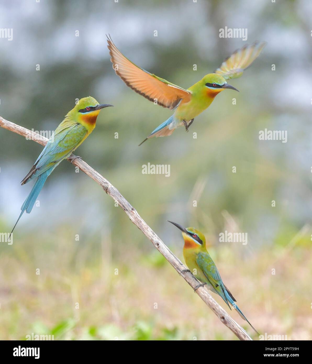 ZHANJIANG, CHINA - 2. MAI 2023 - Bienenfresser Nester und Rassen auf der Sandmauer der Leizhou-Halbinsel in Zhanjiang, Provinz Guangdong, China, 2. Mai, Stockfoto