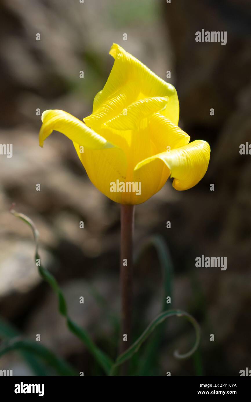 Eine gelbe Blume im Frühling in den Bergen Stockfoto