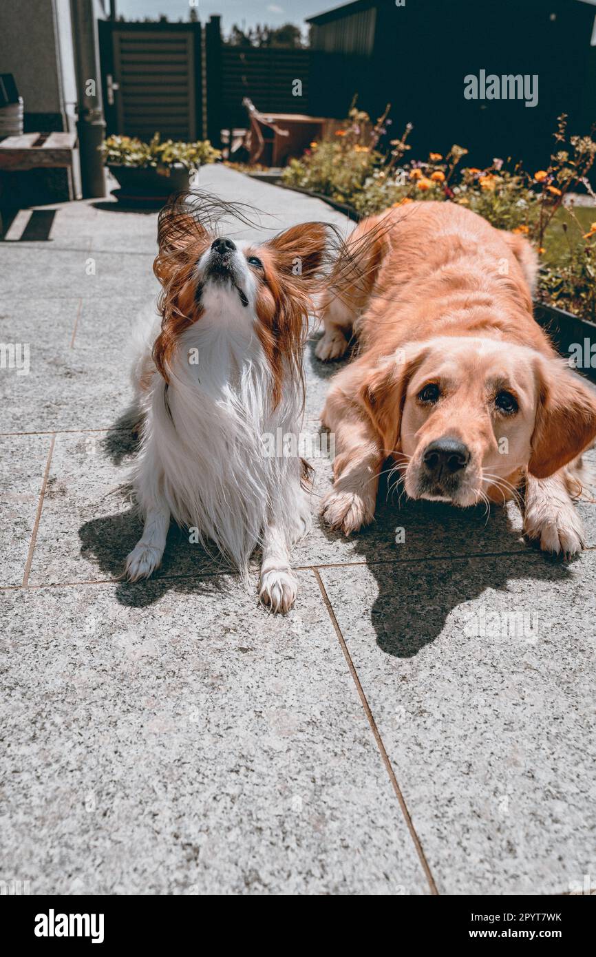 2 Hundefreunde im Garten Stockfoto