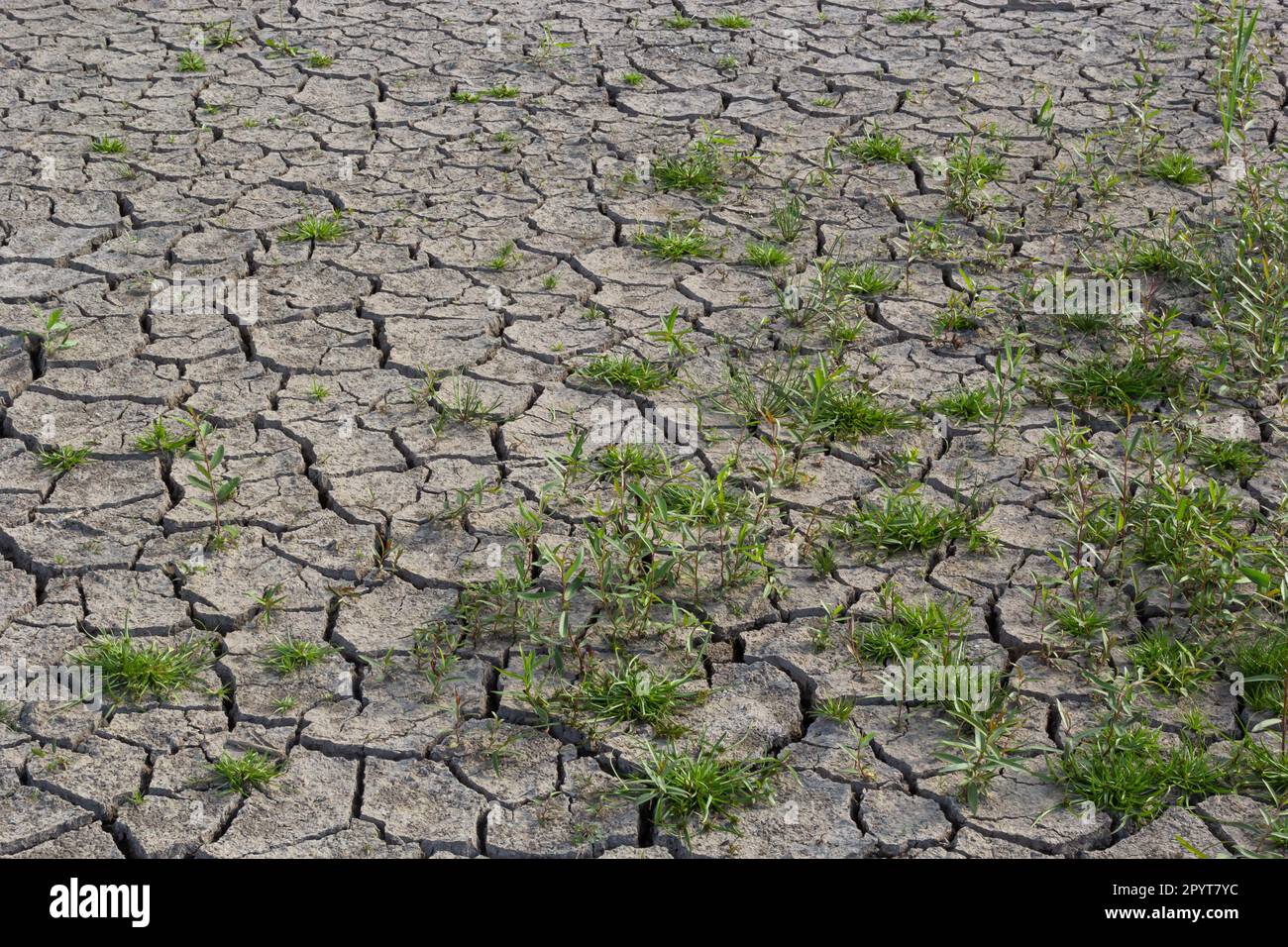 Das Konzept der ökologischen Restaurierung das Wachstum der Sämlinge auf Risse im Boden, Risse im Boden in der trockenen Jahreszeit, die durch die globale Erwärmung verursacht betroffenen Cli Stockfoto