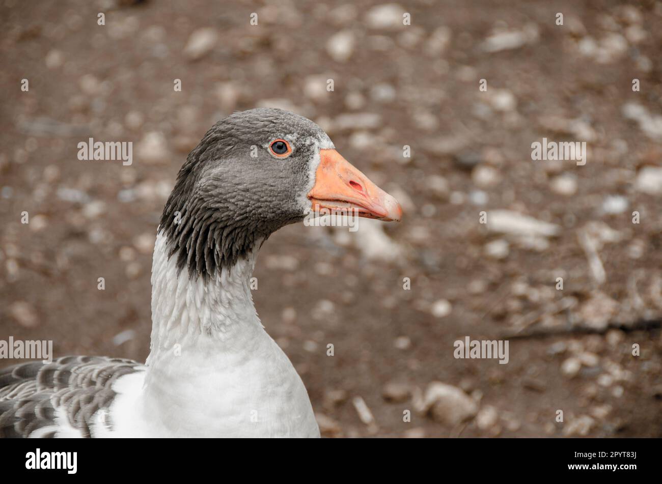 Einheimische Gans auf einem Bauernhof. Stockfoto