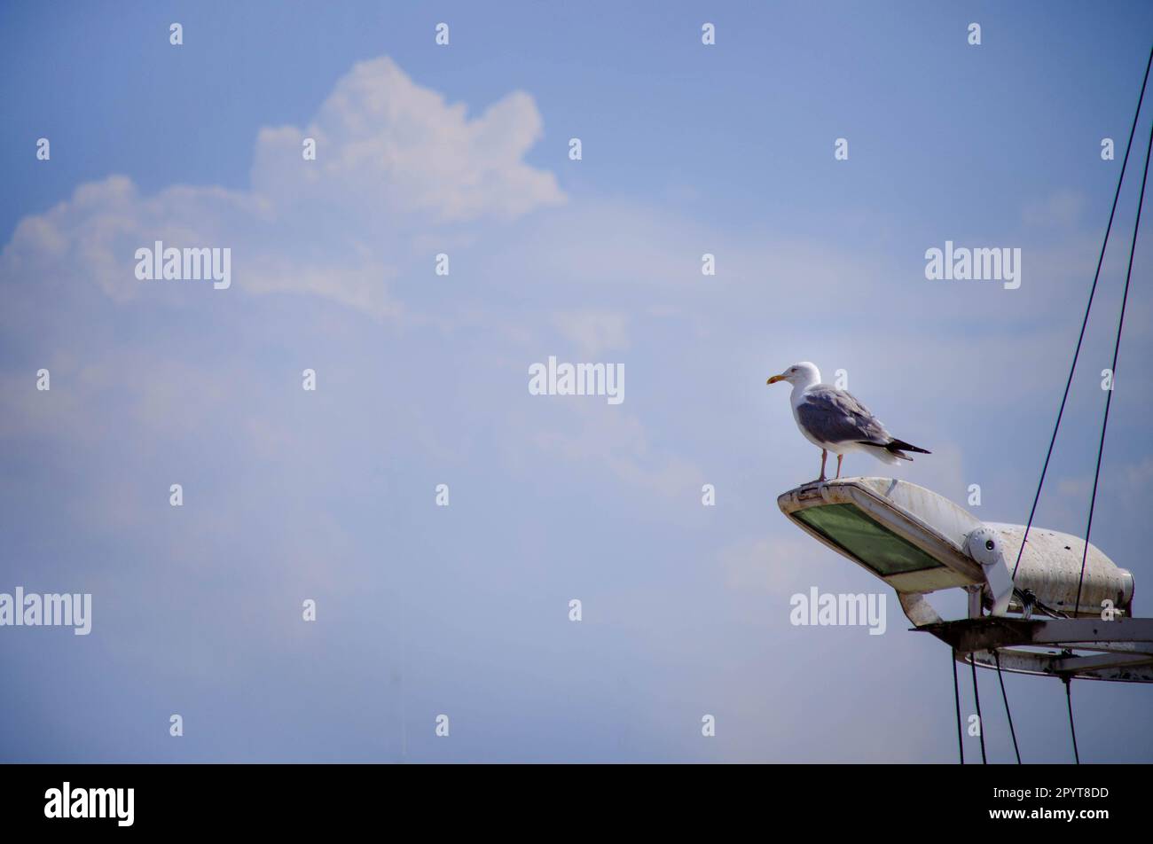 Bild der wunderschönen Möwe hoch oben auf einer Straßenlaterne, einem Leuchtturm mit klarem blauem Himmel im Hintergrund. Freiheitskonzept Stockfoto